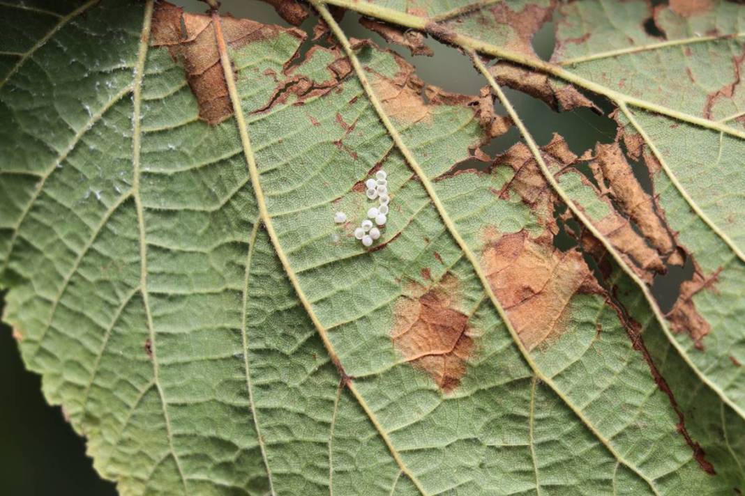 Samsun, Ordu, Sinop, Trabzon istila altında: Gördüğünüz yerde öldürün! Bu işin şakası yok, seferberlik ilan edilmeli! 32